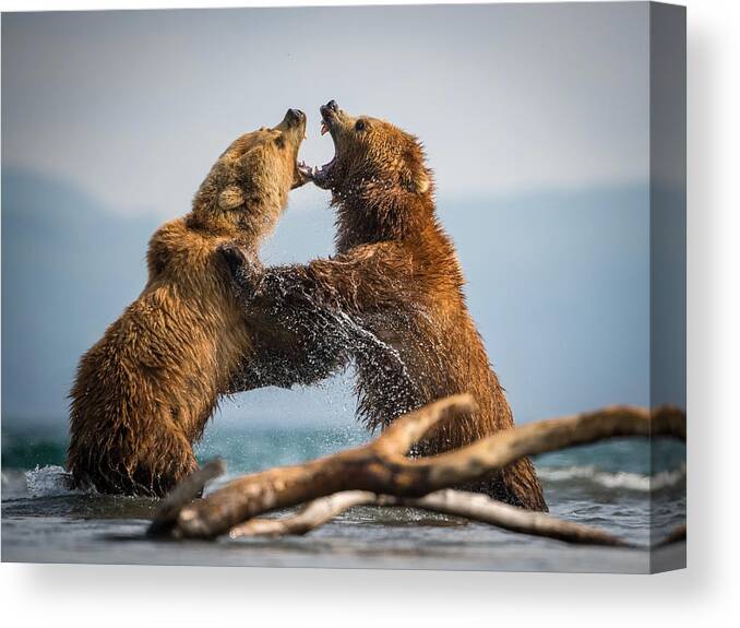 Kamchatka Canvas Print featuring the photograph Thekamchatkabrownbear, Ursus Arctos #10 by Petr Simon