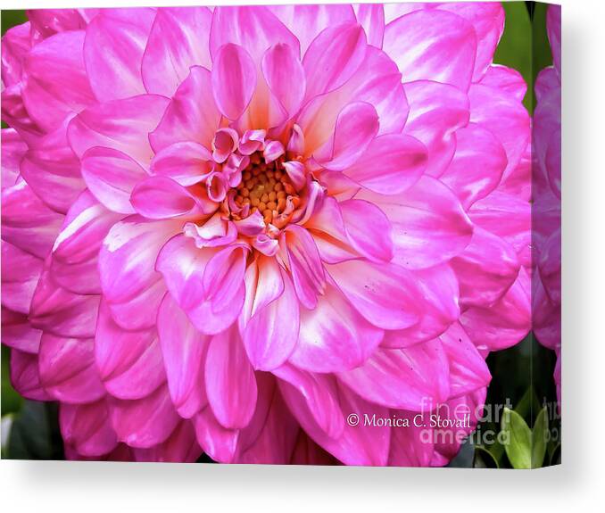 Dahlias Canvas Print featuring the photograph Flowers Hanging No. HGF10 #2 by Monica C Stovall