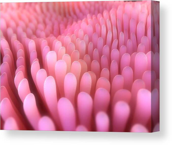 Anatomy Canvas Print featuring the digital art Intestinal Villi, Artwork #3 by Sciepro