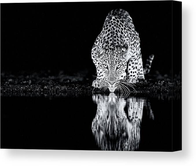 Wildlife Canvas Print featuring the photograph by Amnon Eichelberg