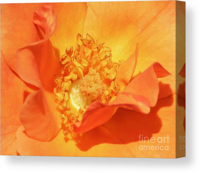 Rose Canvas Print featuring the photograph Orange Rose #4 by Cathy Donohoue