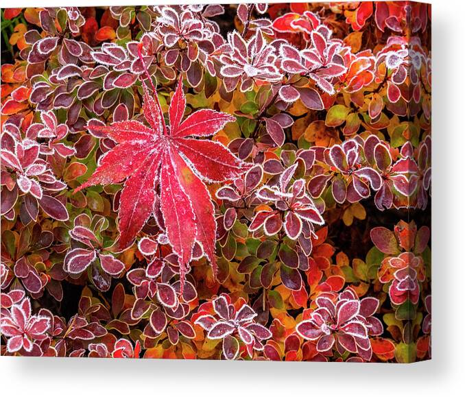 Barberry Canvas Print featuring the photograph Untitled #94 by Sylvia Gulin