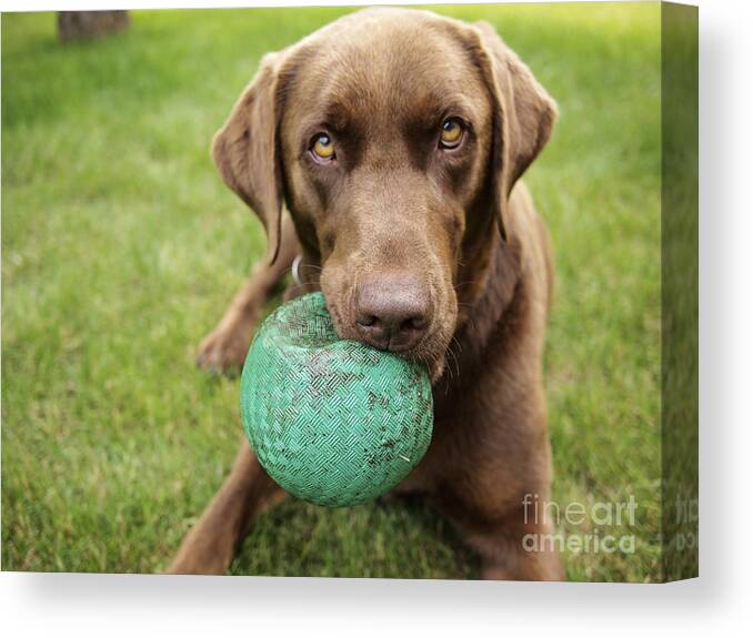 Play Canvas Print featuring the photograph A Chocolate Labrador Holds A Green Ball by John Kershner