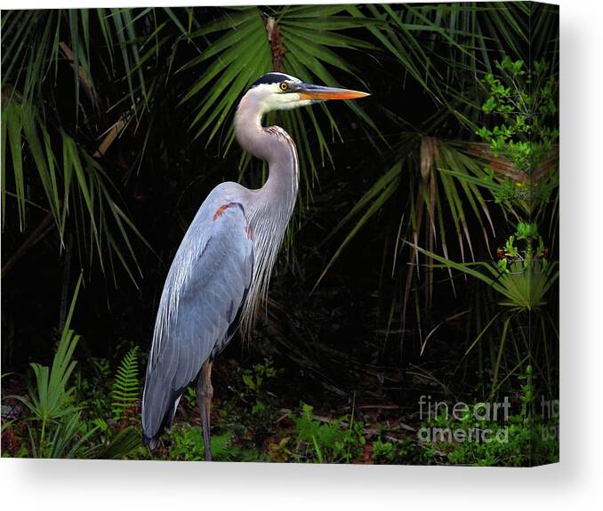Great Blue Heron Canvas Print featuring the photograph A Great Blue Heron by Scott Cameron