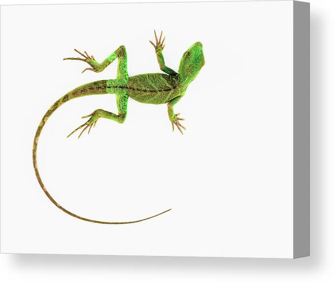 Out Of Context Canvas Print featuring the photograph A Lizard On Pure White Ground by Nicholas Cope