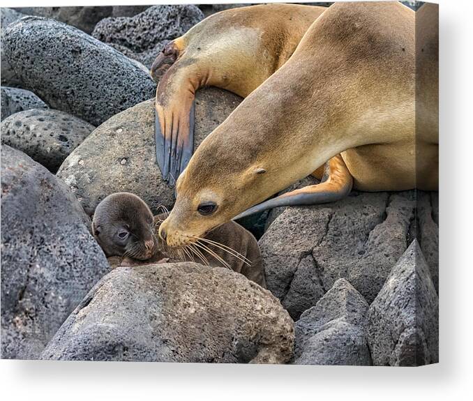 Galapagos Canvas Print featuring the photograph A Mother's Love by Siyu And Wei Photography