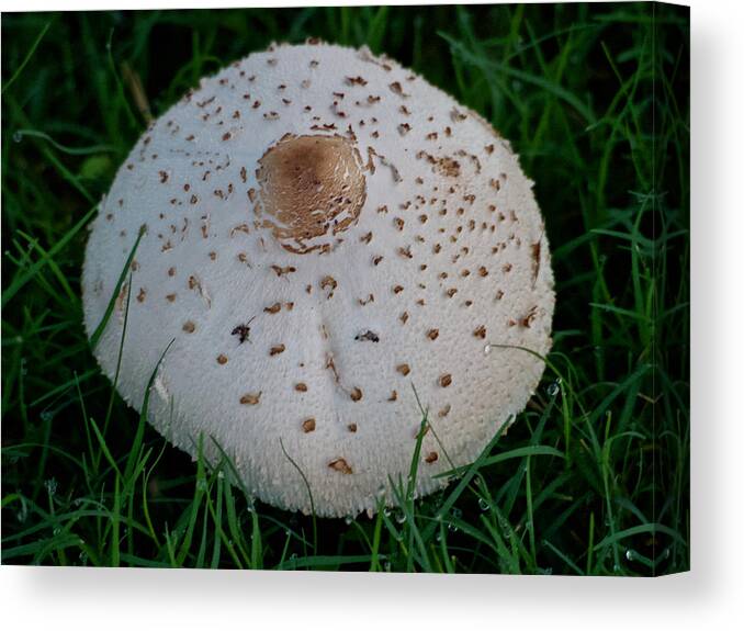 Growing Canvas Print featuring the photograph A Parasol Mushroom by L Bosco