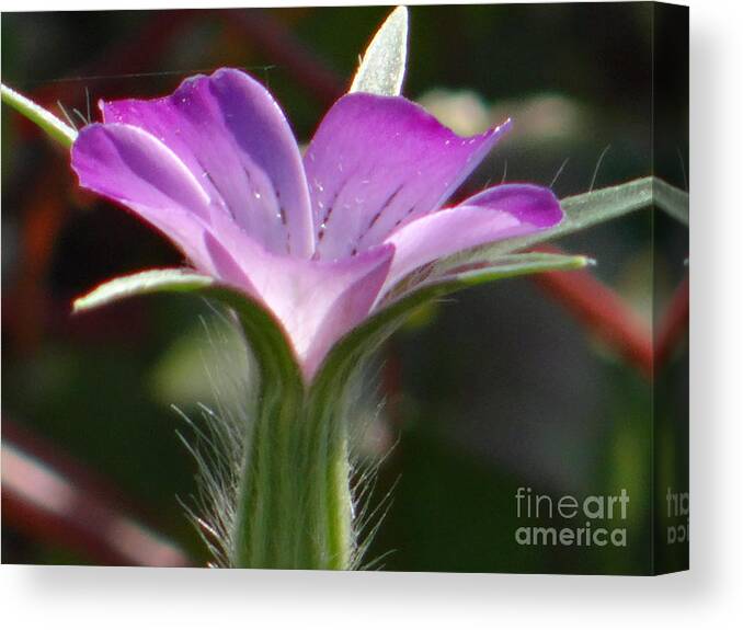 Flower Canvas Print featuring the photograph A study in lilac by Karin Ravasio