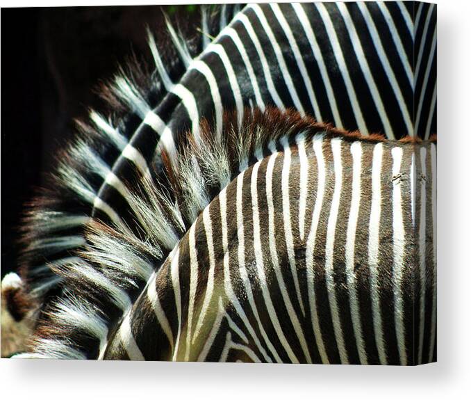 Animal Themes Canvas Print featuring the photograph Abstract Zoobras by Creativity+ Timothy K. Hamilton