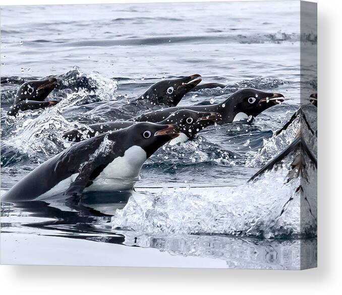 Water Canvas Print featuring the photograph Adelie In Water Sport by Siyu And Wei Photography