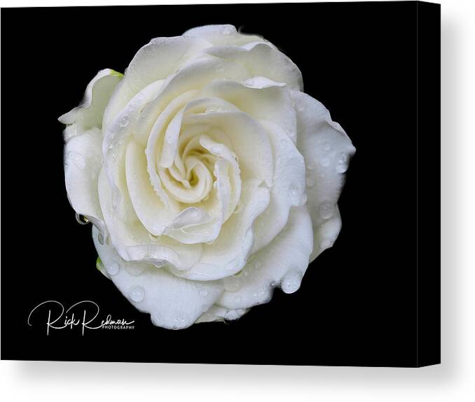 Flower Canvas Print featuring the photograph After the rain by Rick Redman