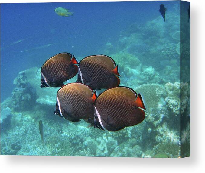 Underwater Canvas Print featuring the photograph Always In Pairs by Federica Grassi