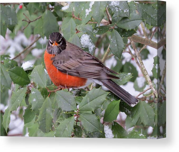 Robin Canvas Print featuring the photograph Angry Robin in the Snow by Linda Stern