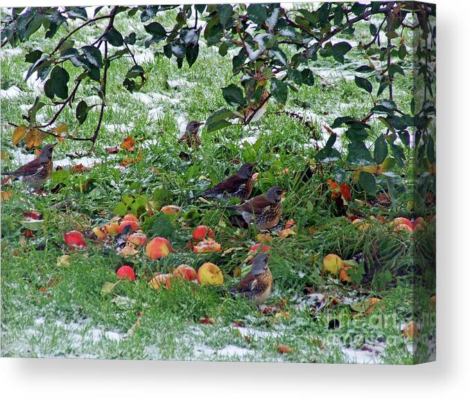 Fieldfares Canvas Print featuring the photograph Autumn Apple feast for Fieldfares by Phil Banks