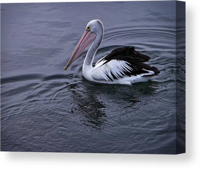 Wildlife Canvas Print featuring the photograph Australian Pelican by Martin Smith