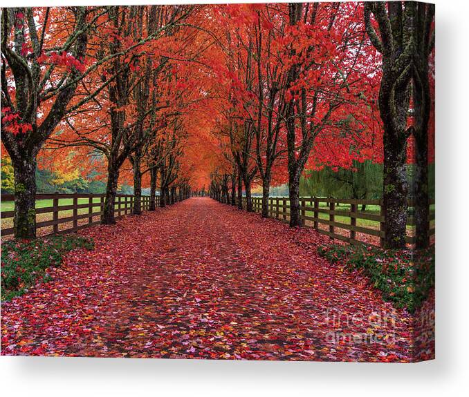 Autumn Canvas Print featuring the photograph Autumns Path of the Fallen Leaves by Mike Reid