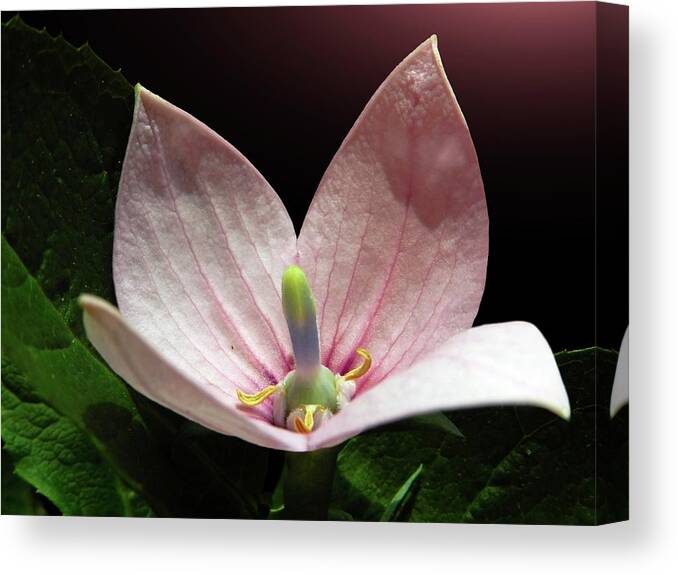 Black Background Canvas Print featuring the photograph Balloon Flower Close-up by Gitpix