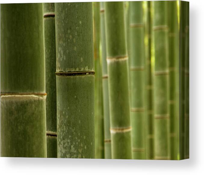 Bamboo Canvas Print featuring the photograph Bamboo by Xus Photograpy