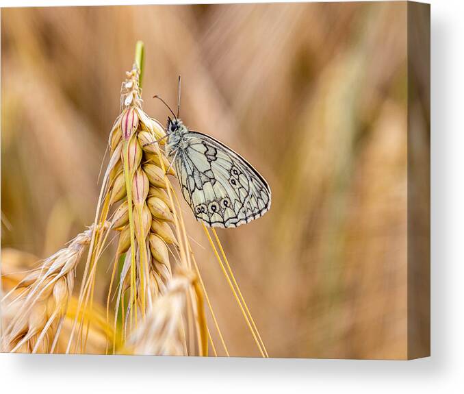 Macro Canvas Print featuring the photograph B&w Butterfly by Francisco Villalpando