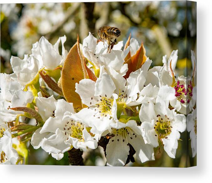 #bees Canvas Print featuring the photograph Bee On Apple Blossom by Elaine Henshaw