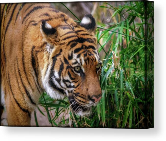 Tigers Canvas Print featuring the photograph Being Stealthy by Elaine Malott