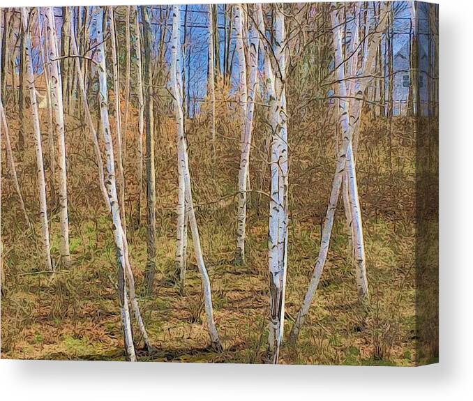 Woods Canvas Print featuring the digital art Birch Grove on the side of the hill by Steve Glines