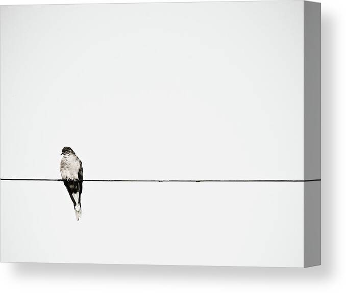 Wire Canvas Print featuring the photograph Bird On Power Line by Photograph By Ryan Brady-toomey