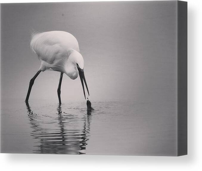 Bird Canvas Print featuring the photograph Birds by Annehedelin