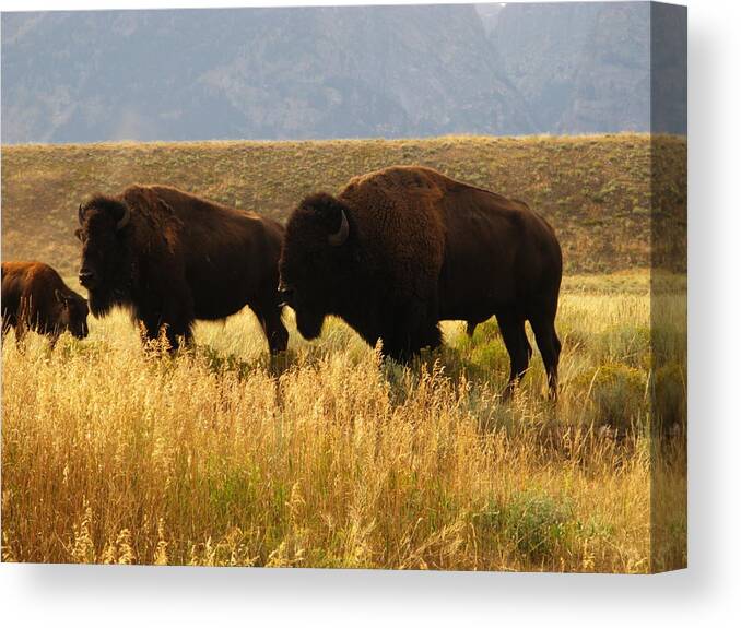 Non-moving Activity Canvas Print featuring the photograph Bison Buffalo Family by Sassy1902