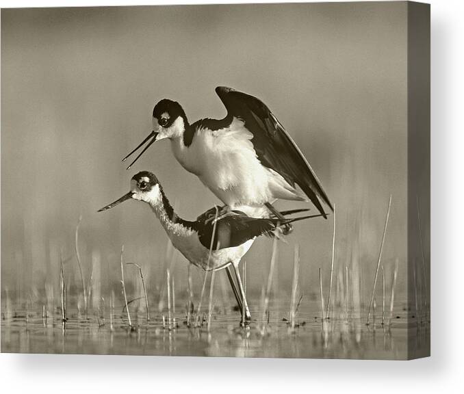 Disk1215 Canvas Print featuring the photograph Black-necked Stilts Courting by Tim Fitzharris