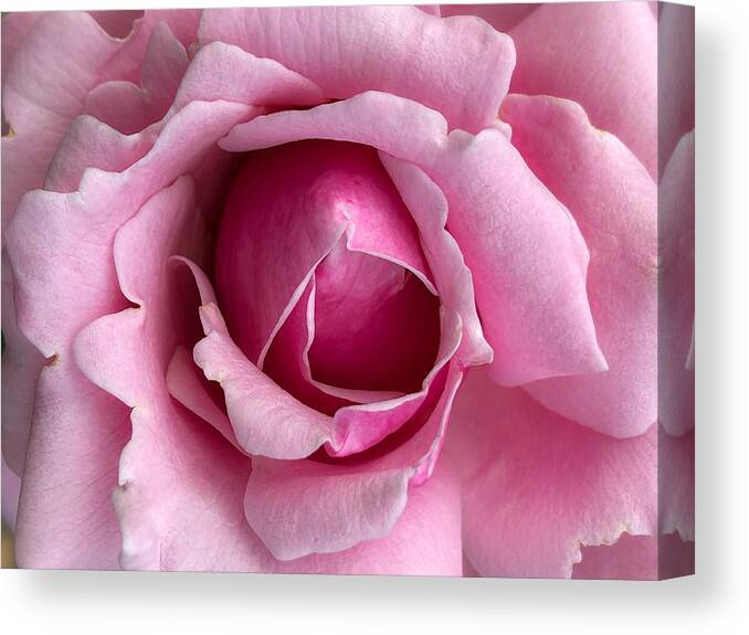 Flower Canvas Print featuring the photograph Blooming in Pink by Anamar Pictures