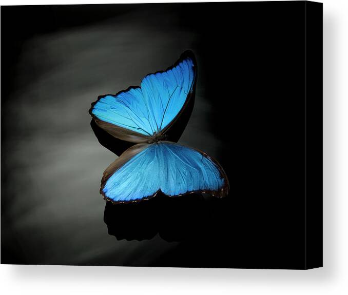 Tranquility Canvas Print featuring the photograph Blue Butterfly by Jonathan Knowles
