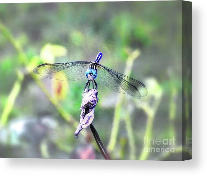 Dragonfly Canvas Print featuring the photograph Blue Dasher by Scott Cameron