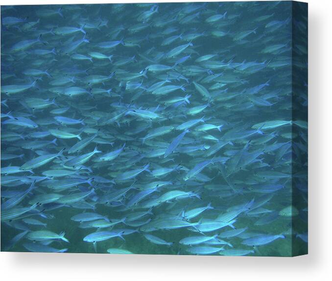 Underwater Canvas Print featuring the photograph Blue Fish Galore by Federica Grassi