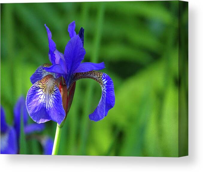 Blue Canvas Print featuring the photograph Blue Iris by Julia Wilcox