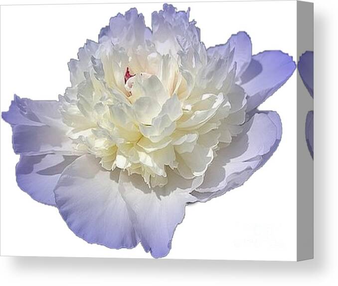 Blue Canvas Print featuring the photograph Blue Peony Flower Cropped Choose a Custom Background Color by Delynn Addams