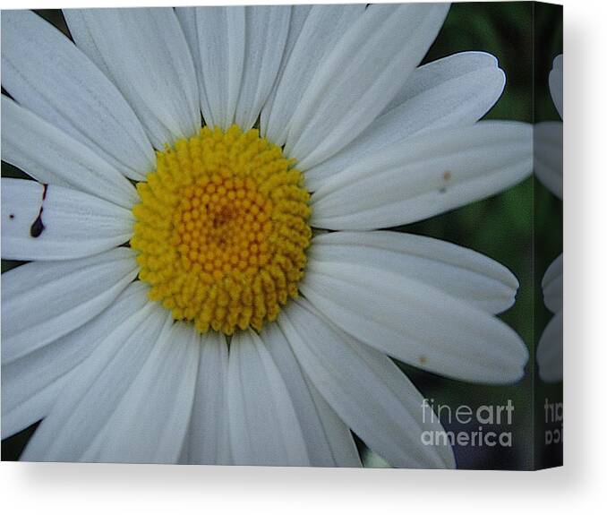 Flower Canvas Print featuring the photograph Bright flower by Karin Ravasio