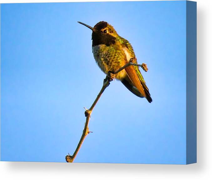 Animals Canvas Print featuring the photograph Bright LIttle Buddy by Judy Kennedy