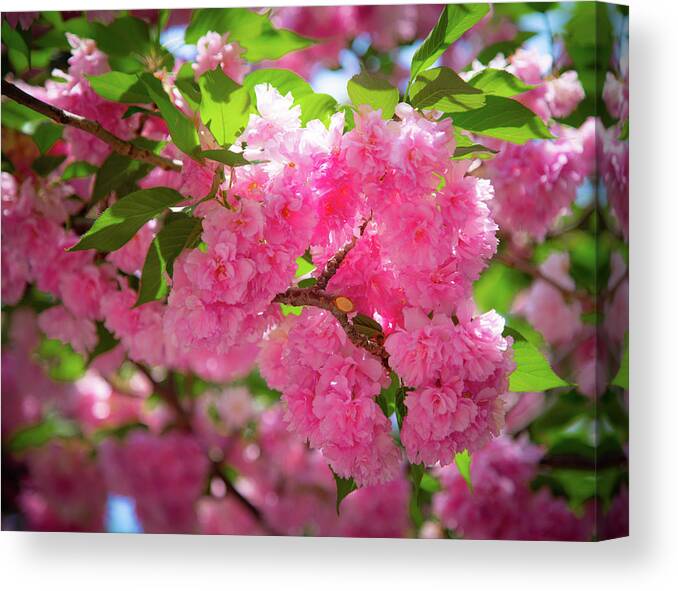 Flowers Canvas Print featuring the photograph Bright Pink Blossoms by Lora J Wilson