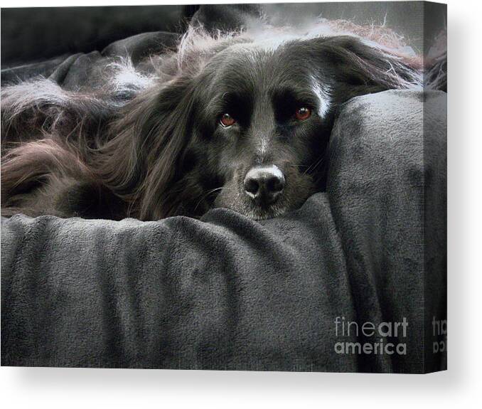 Rescue Dog Canvas Print featuring the photograph Brown Eyes by Amy Dundon