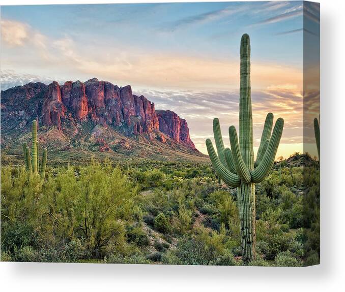 Photography Canvas Print featuring the photograph Cacti View II by David Drost