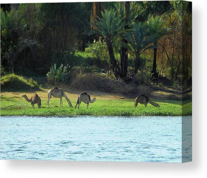 Travel Canvas Print featuring the photograph Camels on the Nile by Karen Stansberry