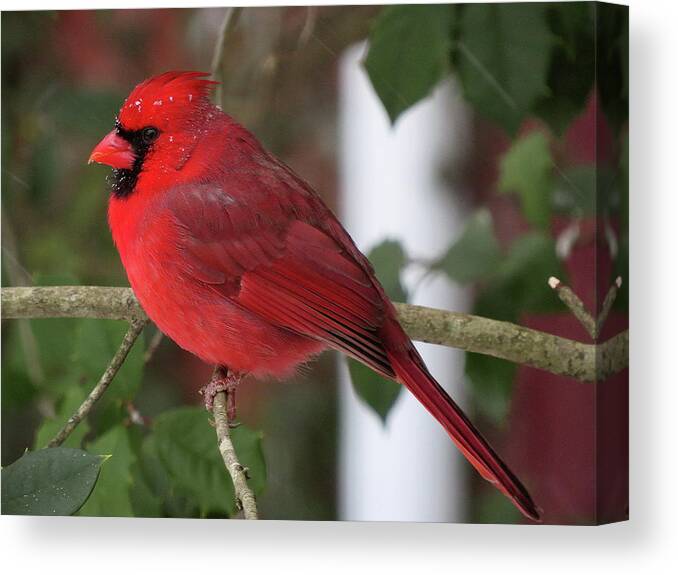 Cardinal Canvas Print featuring the photograph Cardinal in Winter by Linda Stern