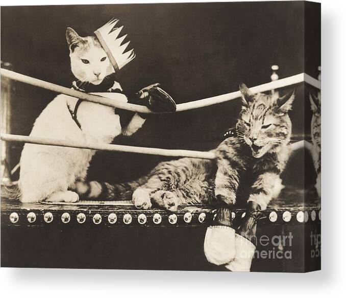 1910s Canvas Print featuring the photograph Cat Fight by Everett Collection