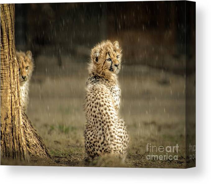Animals Canvas Print featuring the photograph Cheetah Cubs and Rain 0168 by Donald Brown