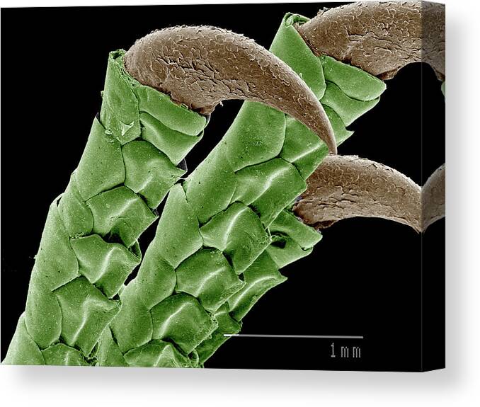 Claw Canvas Print featuring the digital art Claws Of Lizard, Eumeces Sp Sem by Gregory S. Paulson