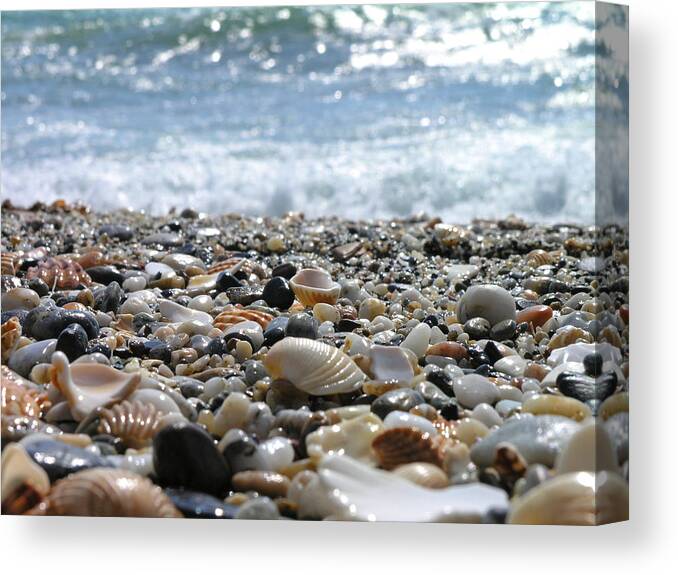 Animal Shell Canvas Print featuring the photograph Close Up From A Beach by Romeo Reidl