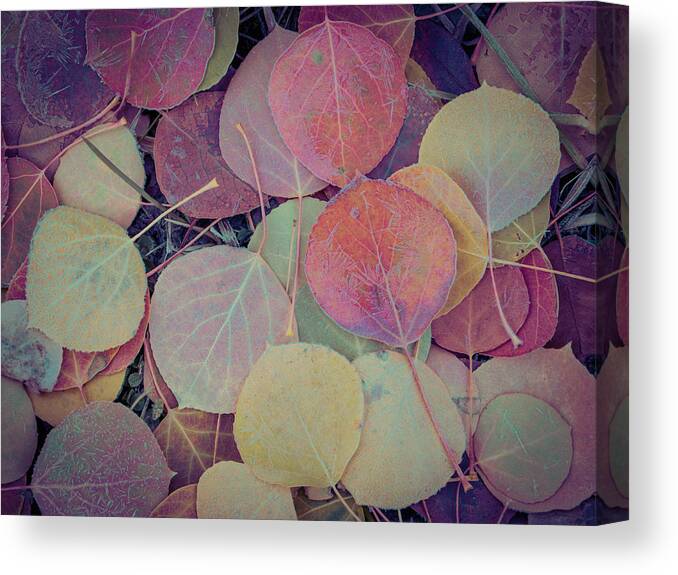 Aspen Leaf Canvas Print featuring the photograph Close-up Of Colorful Fallen Aspen by Karen Desjardin