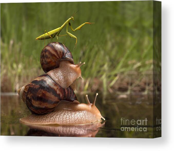 Small Canvas Print featuring the photograph Closeup Praying Mantis Riding On Snails by Torook