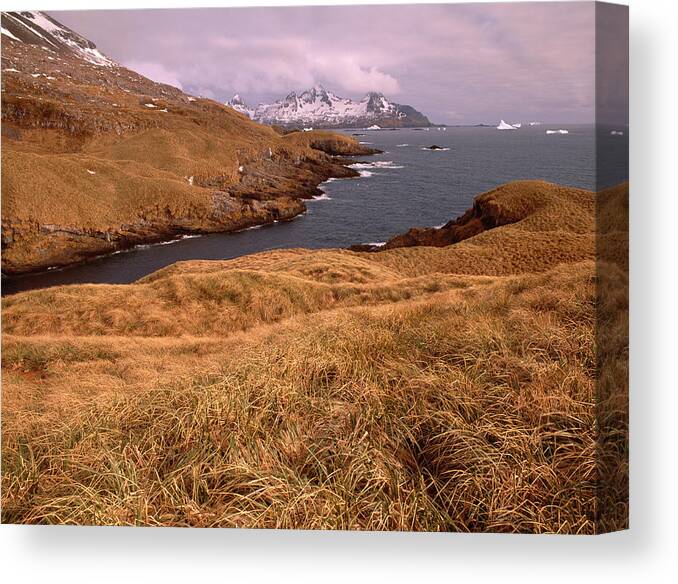 Tussock Canvas Print featuring the photograph Coastline, Icebergs, South Georgia by Harald Sund